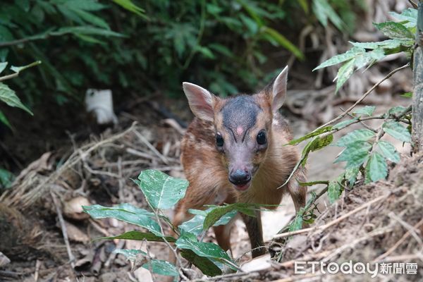 ▲新春出遊遇野生動物 新北動保處籲遵守「三不原則」。（圖／新北市動保處提供）