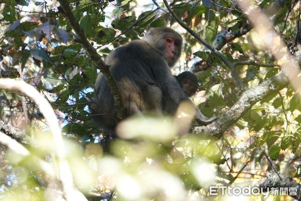 ▲新春出遊遇野生動物 新北動保處籲遵守「三不原則」。（圖／新北市動保處提供）