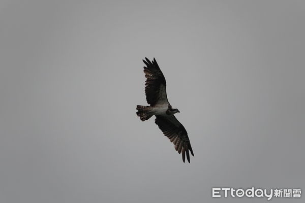 ▲新春出遊遇野生動物 新北動保處籲遵守「三不原則」。（圖／新北市動保處提供）