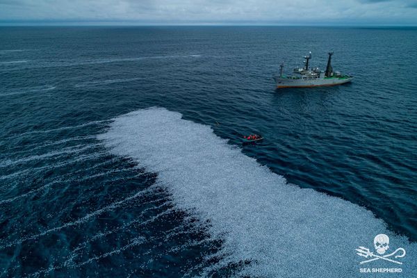 ▲▼法國大西洋沿岸驚見超過10萬條死魚。（圖／翻攝臉書Sea Shepherd France）