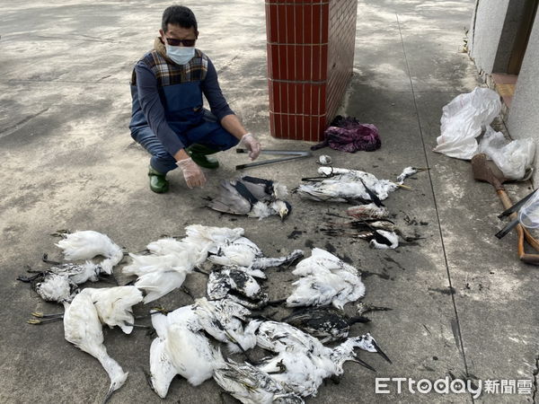 ▲台南七股驚傳30多隻鳥死亡事件，特生生物保育中心專業人員到場協助處理，農業局在周遭放置驅鳥球，避免鳥類再進入誤食魚類中毒。（圖／記者林悅翻攝，下同）