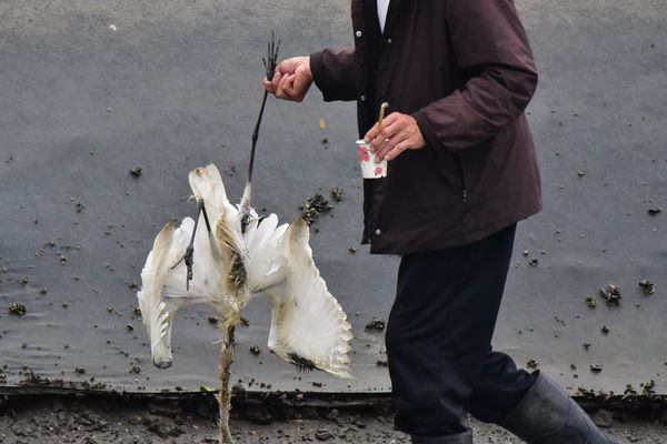 ▲▼宜蘭大塭養殖區驚傳養殖毒魚殘殺野鳥事，造成至少7隻大小白鷺死亡。（圖／宜蘭縣梵愛會周俊雄提供，下同）