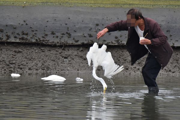 ▲▼宜蘭大塭養殖區驚傳養殖毒魚殘殺野鳥事，造成至少7隻大小白鷺死亡。（圖／宜蘭縣梵愛會周俊雄提供，下同）