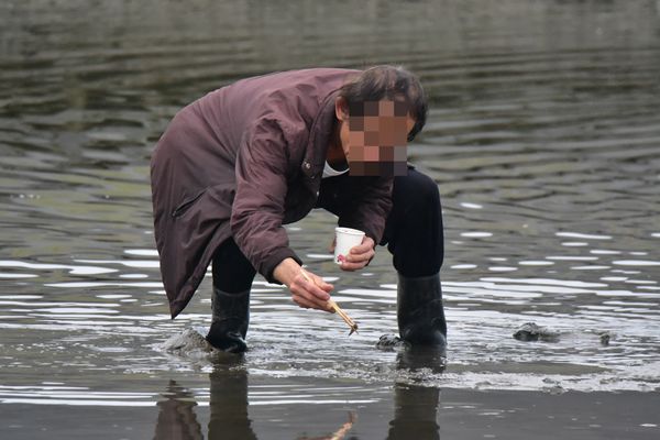 ▲▼宜蘭大塭養殖區驚傳養殖毒魚殘殺野鳥事，造成至少7隻大小白鷺死亡。（圖／宜蘭縣梵愛會周俊雄提供，下同）