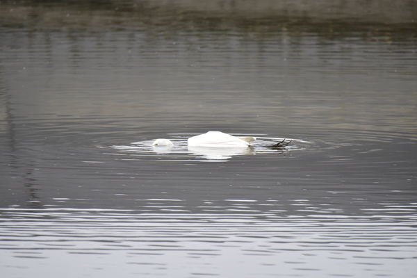 ▲▼宜蘭大塭養殖區驚傳養殖毒魚殘殺野鳥事，造成至少7隻大小白鷺死亡。（圖／宜蘭縣梵愛會周俊雄提供，下同）