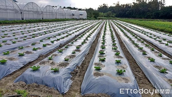 ▲鶯歌心希望農場體驗拔蘿蔔 打造食農樂活教育基地。（圖／新北市農業局提供）