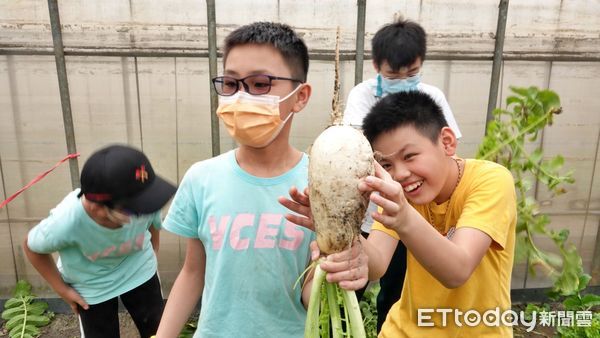 ▲鶯歌心希望農場體驗拔蘿蔔 打造食農樂活教育基地。（圖／新北市農業局提供）