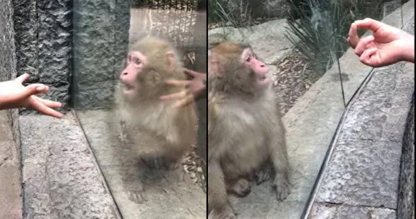 遊客變魔術給動物園的猴子看，沒想到猴子的反應實在太過呆萌可愛。（圖／翻攝自YouTube）