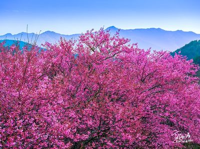 預約明年櫻花季！武陵農場賞櫻專車早鳥78折　北部賞櫻一日遊499起