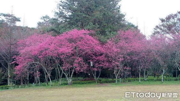 ▲奧萬大新春櫻花期將延續至3月。（圖／林務局南投林管處提供）