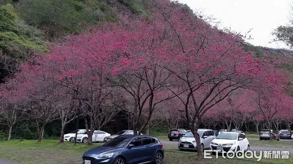 ▲奧萬大新春櫻花期將延續至3月（下同）。（圖／林務局南投林管處提供）