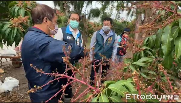 ▲蘇清泉到芒東園勘察芒果開花受損情形             。（圖／蘇清泉服務團隊提供，下同）