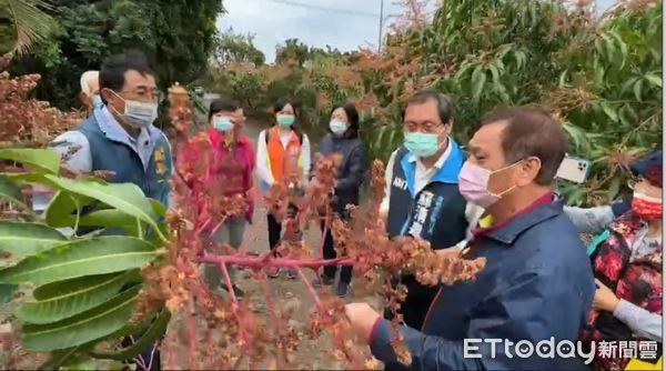 ▲蘇清泉到芒東園勘察芒果開花受損情形             。（圖／蘇清泉服務團隊提供，下同）