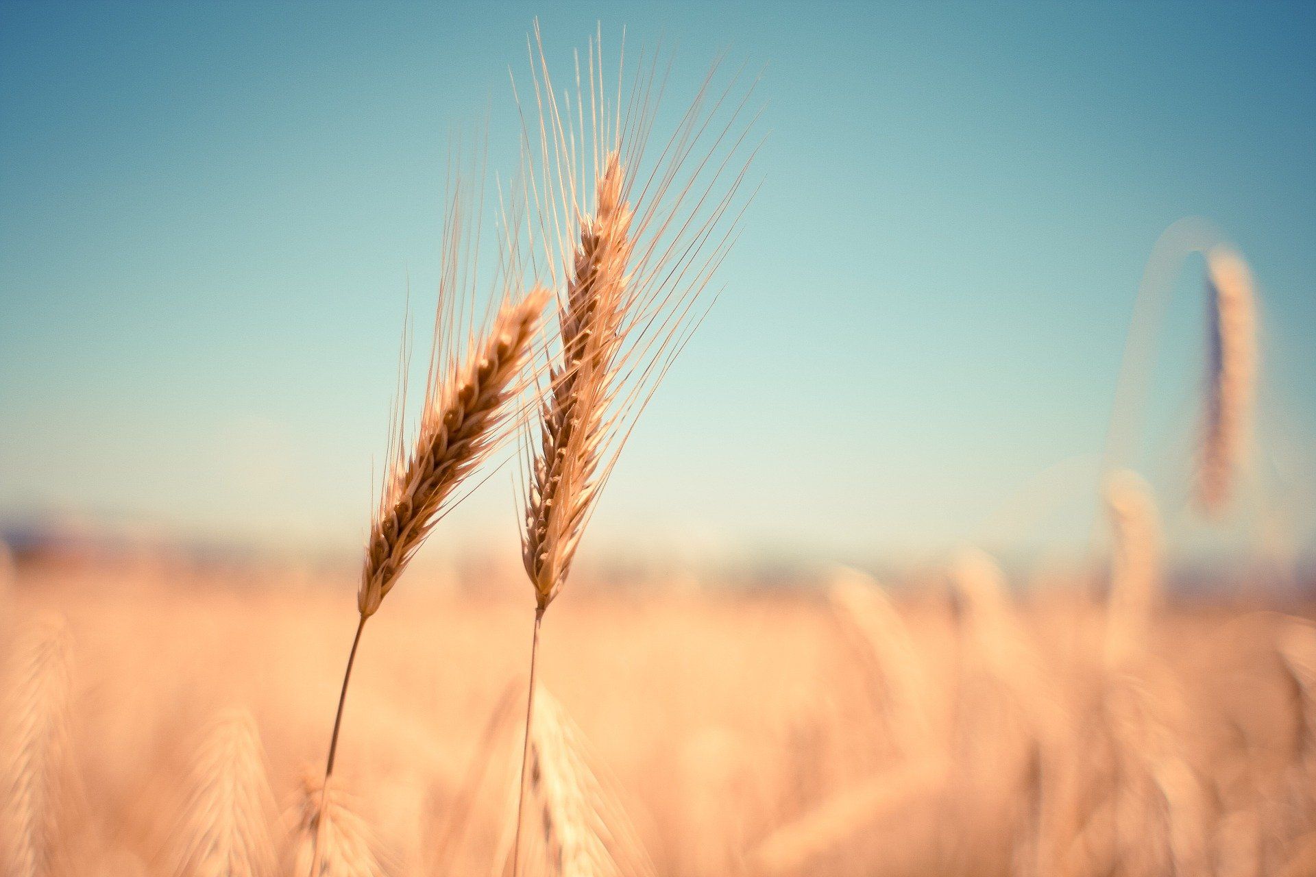 ▲▼小麥,wheat。（圖／取自免費圖庫pixabay）