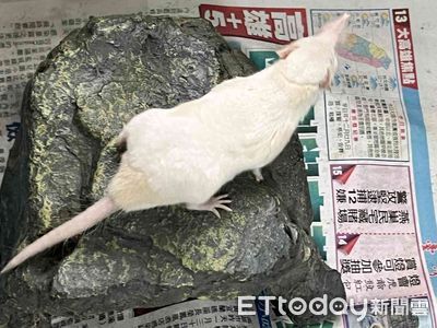 過年大吉兆! 網友捕獲罕見嬌客「白錢鼠」