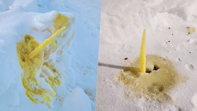 -30°C低溫驚見地上長出「尿尿鐘乳石」！加拿大居民笑歪：狗狗的冬季魔法