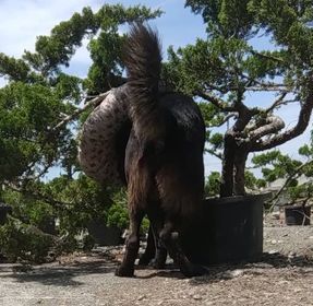 毛毛你在哪（圖／飼主陶小姐提供）