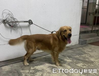 黃金獵犬偷溜出遊走失 警方臉書貼文火速找到心急飼主