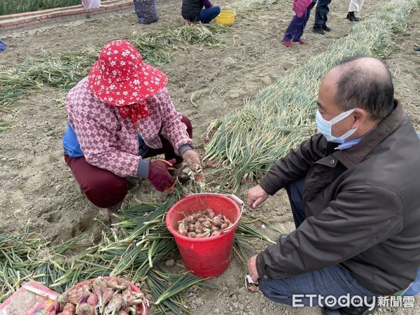 ▲台南市長黃偉哲關心紅蔥頭產銷情形，指示農業局副局長陳仲杰，陪同多位民意代表等人，前往產地關心紅蔥頭產銷，市府將啟動收購加工及行銷推廣平穩市場價格。（圖／記者林悅翻攝，下同）