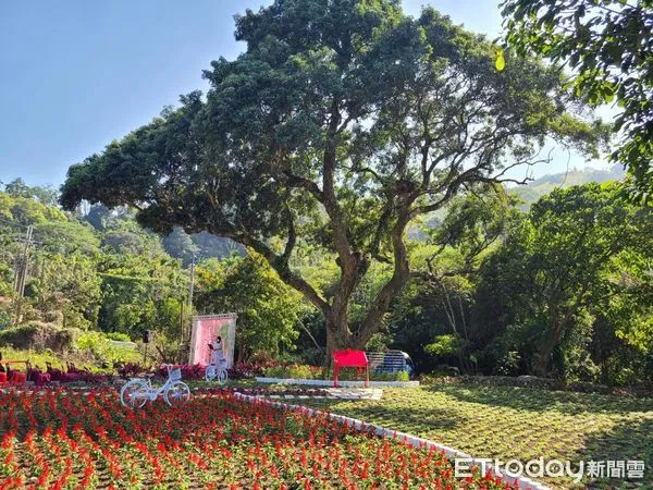 ▲竹山延山老荔枝樹陪伴里民休憩放鬆已400年，鎮公所日前為其設立解說牌。（圖／竹山鎮公所提供）