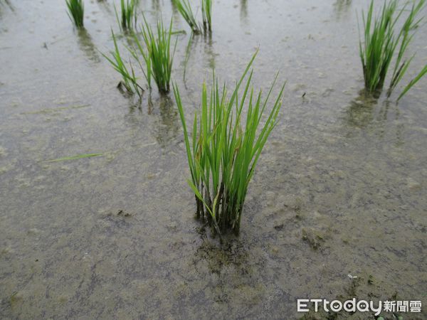 ▲冬季多雨濕度高，高雄區農業改良場提醒農友慎防水稻稻熱病             。（圖／記者陳崑福翻攝，下同）