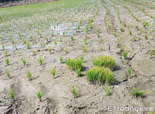 ▲冬季多雨濕度高，高雄區農業改良場提醒農友慎防水稻稻熱病             。（圖／記者陳崑福翻攝，下同）