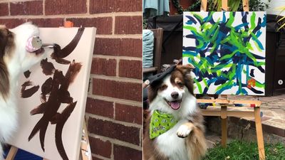 畫家狗2歲開始咬筆創作！　美國澳牧賣畫7年「收入超過56萬」
