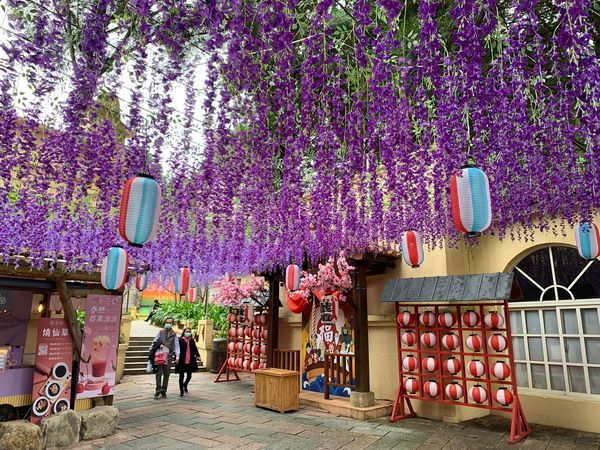 ▲▼九族櫻花祭。（圖／九族文化村提供）