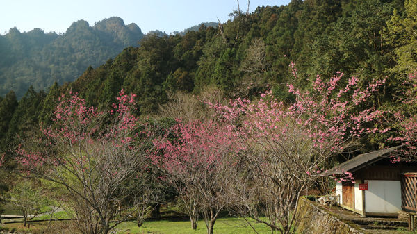 ▲▼明池、棲蘭山莊櫻花。（圖／力麗觀光提供）