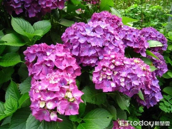 ▲台大山地實驗農場「2022年春之饗宴」活動將於3月登場，圖為場內栽植的繡球花。（圖／台大山地實驗農場提供）