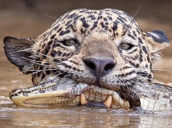 ▲美洲豹廝殺水中霸主。（圖／取自臉書Jaguar Identification Project）