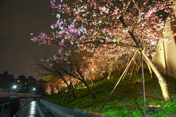 ▲▼內湖樂活夜櫻季。（圖／台北市政府公園處提供）