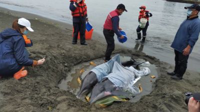 八里區一天出現3隻擱淺活海豚 釣客合力推2隻回大海又擱淺