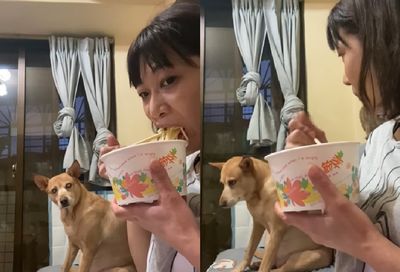 麵太香!貪吃狗一臉哀怨偷看 被媽發現「反差舉動」笑翻千人
