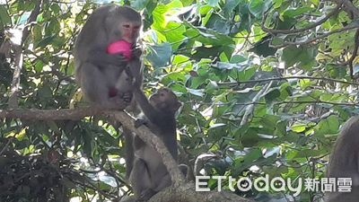 上百隻獼猴洗劫果園、民戶　松柏嶺農友嘆：一次被摘400顆鳳梨