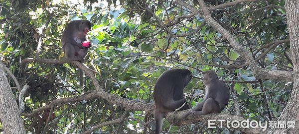 ▲台灣獼猴成群結隊打劫松柏嶺果園，讓農民哭笑不得。（圖／陳政雄提供）