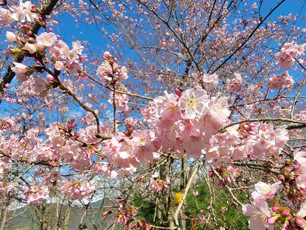 ▲拉拉山「恩愛農場」櫻花季提前至今（10日）起登場，富士櫻目前開了4至5成。（圖／翻攝自Facebook／恩愛農場）