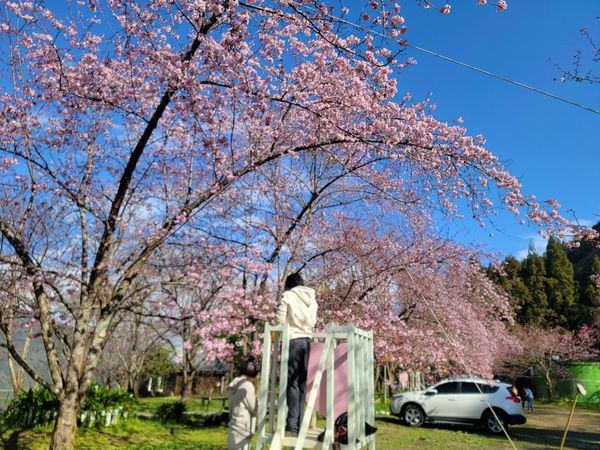 ▲拉拉山「恩愛農場」櫻花季提前至今（10日）起登場，富士櫻目前開了4至5成。（圖／翻攝自Facebook／恩愛農場）