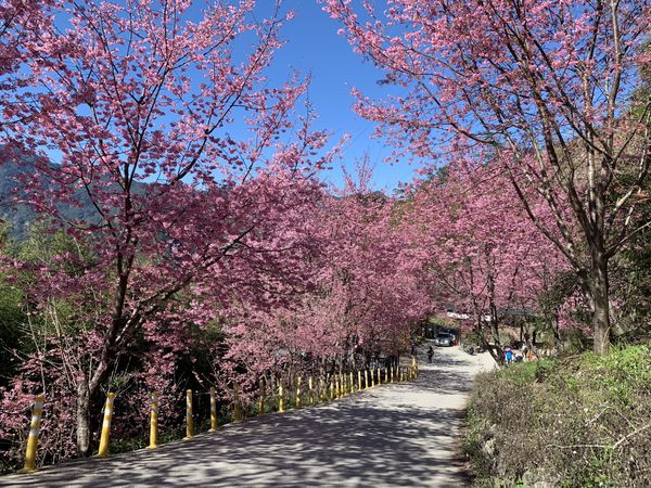 ▲新竹司馬庫斯部落牌樓前今（11日）花開約9成。（圖／拉互依提供）