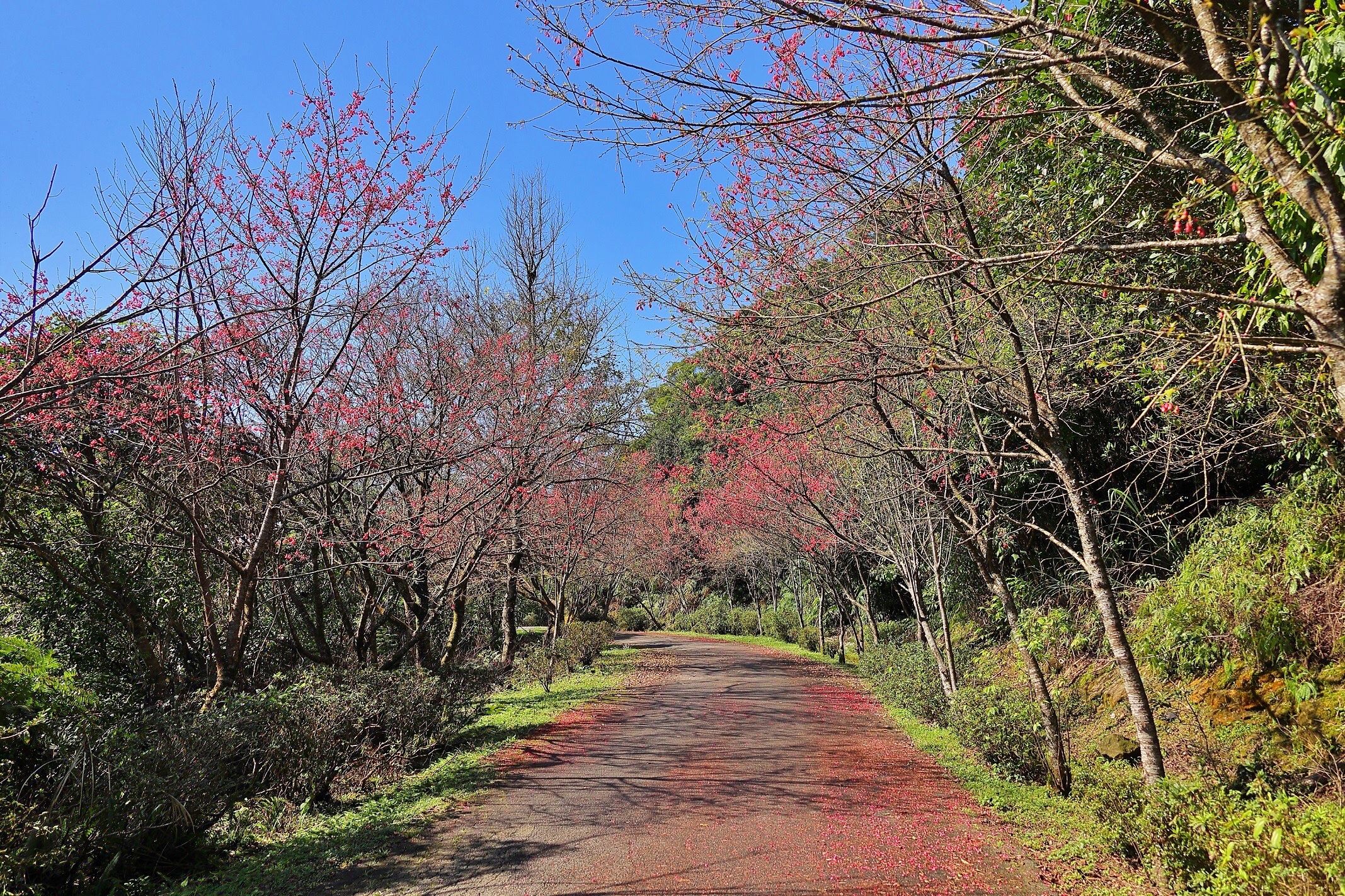 ▲新北石碇二格路山櫻花綻放 為蒼翠山景點綴幾抹紅。（圖／新北市景觀處提供）