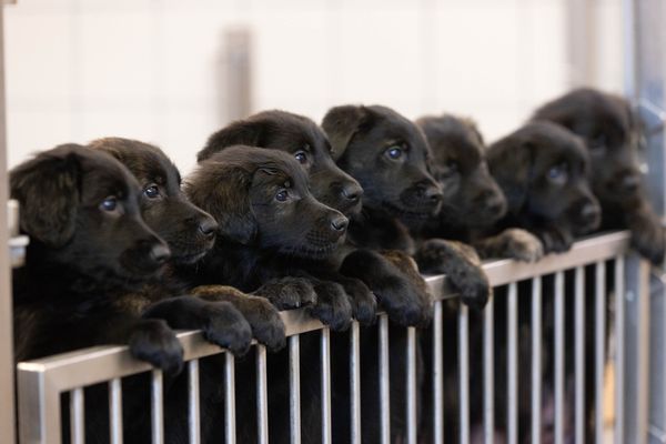 1次生16隻！德牧媽+阿金爸誕下健康小黑汪　創導盲犬協會60年紀錄 |