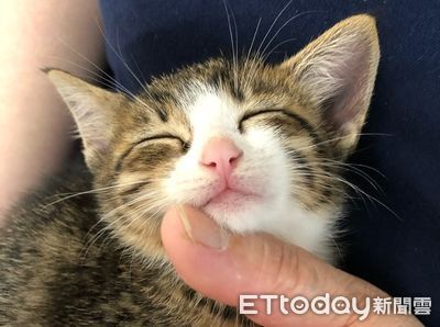 等家幼貓「聽到要回家」秒露滿意笑　她暖喊：已簽下20年罐罐合約