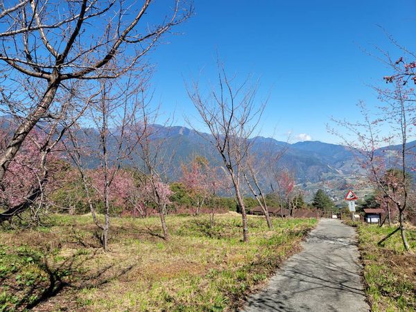 ▲▼全台海拔最高的福壽山千櫻園2月15日開放，長達51天不需通行證，賞花民眾只需小心開車。（圖／福壽山農場提供）