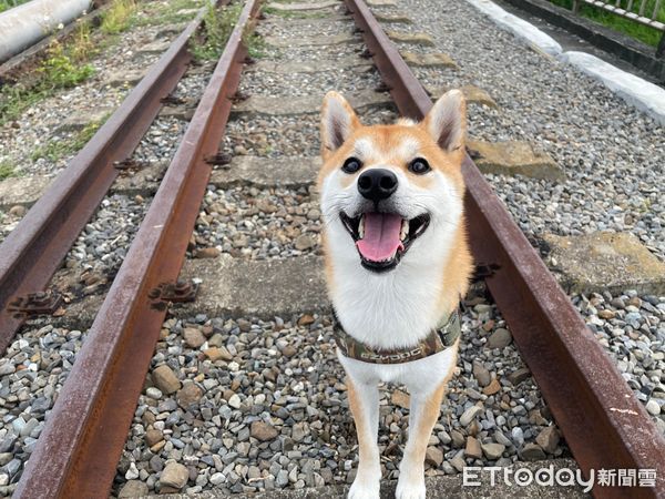 ▲「霸氣總柴」大臉貼鏡頭　汪爪狂點喬角度笑翻爸：上線視察感！。（圖／網友Ted提供）