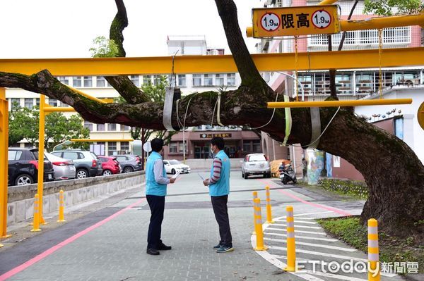 ▲▼迎賓樟周邊裝設護樹支撐Ｈ型鋼以及限高欄架，以醒目的標誌提醒用路人經過時務必要注意1.9公尺以下的限高。（圖／花蓮市公所提供，下同）