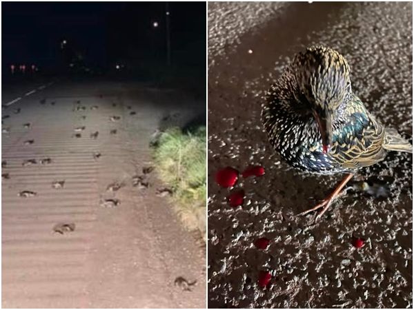 ▲▼英國彭布羅克郡10日晚間天空竟下起「鳥雨」，多達200隻死鳥橫屍公路。（圖／翻攝自PEMBROKESHIRE HERALD）