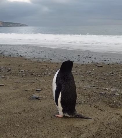 ▲▼南極企鵝抵達紐西蘭。（圖／翻攝自Facebook／Harry Singh）