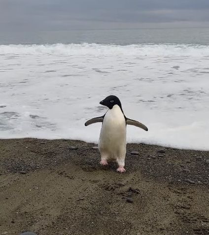 ▲▼南極企鵝抵達紐西蘭。（圖／翻攝自Facebook／Harry Singh）
