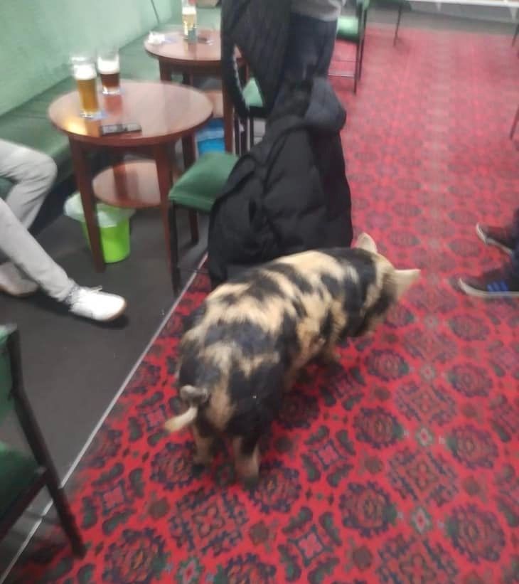 ▲▼豬從農場逃脫 跑到酒吧。（圖／翻攝自Facebook社團／Easington Colliery Club）