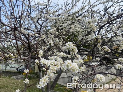 彰化八卦山李花大爆發！一片雪海還抹上粉組胭脂　春遊打卡正夯